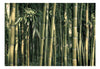 Fototapete - Bamboo Exotic - Vliestapete