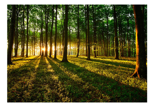 Fototapete - Mystical Morning - Vliestapete