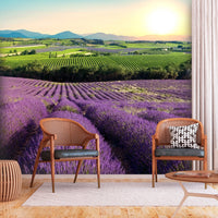 Fototapete - Lavender Field - Vliestapete