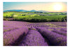 Fototapete - Lavender Field - Vliestapete