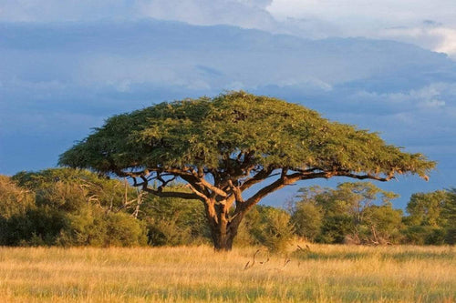 Dimex Acacia Tree Fototapete 375x250cm 5-Bahnen | Yourdecoration.de