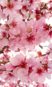 Dimex Apple Blossom Fototapete 150x250cm 2-Bahnen | Yourdecoration.de