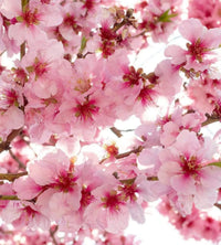 Dimex Apple Blossom Fototapete 225x250cm 3-Bahnen | Yourdecoration.de