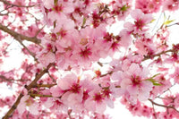 Dimex Apple Blossom Fototapete 375x250cm 5-Bahnen | Yourdecoration.de