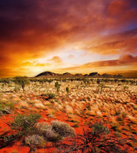 Dimex Australian Landscape Fototapete 225x250cm 3-Bahnen | Yourdecoration.de