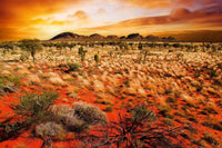 Dimex Australian Landscape Fototapete 375x250cm 5-Bahnen | Yourdecoration.de
