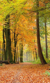 Dimex Autumn Forest Fototapete 150x250cm 2-Bahnen | Yourdecoration.de