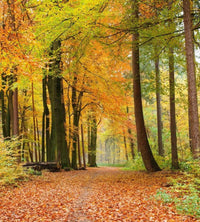 Dimex Autumn Forest Fototapete 225x250cm 3-Bahnen | Yourdecoration.de
