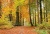 Dimex Autumn Forest Fototapete 375x250cm 5-Bahnen | Yourdecoration.de