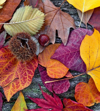 Dimex Autumn Leaves Fototapete 225x250cm 3-Bahnen | Yourdecoration.de