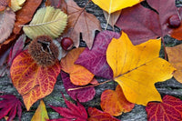 Dimex Autumn Leaves Fototapete 375x250cm 5-Bahnen | Yourdecoration.de
