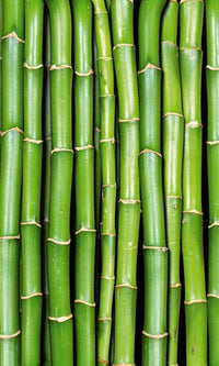 Dimex Bamboo Fototapete 150x250cm 2-Bahnen | Yourdecoration.de
