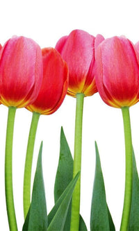 Dimex Bed of Tulips Fototapete 150x250cm 2-Bahnen | Yourdecoration.de