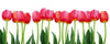 Dimex Bed of Tulips Fototapete 375x150cm 5-Bahnen | Yourdecoration.de