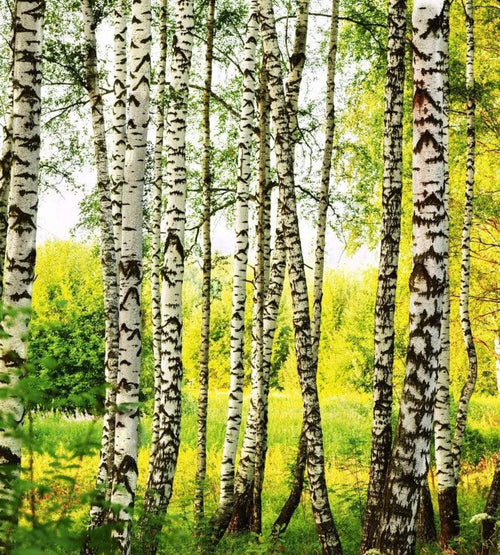 Dimex Birch Forest Fototapete 225x250cm 3-Bahnen | Yourdecoration.de