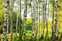 Dimex Birch Forest Fototapete 375x250cm 5-Bahnen | Yourdecoration.de