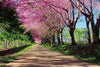 Dimex Blossom Alley Fototapete 375x250cm 5-Bahnen | Yourdecoration.de