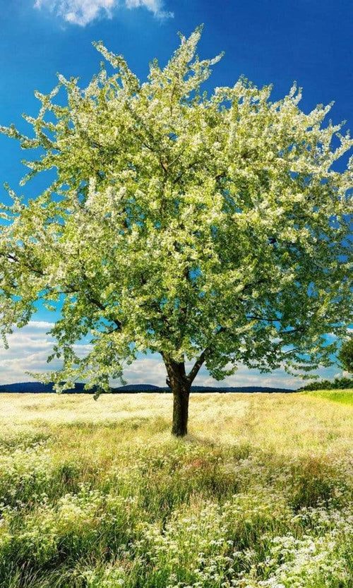 Dimex Blossom Tree Fototapete 150x250cm 2-Bahnen | Yourdecoration.de