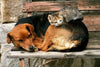 Dimex Cat and Dog Fototapete 375x250cm 5-Bahnen | Yourdecoration.de