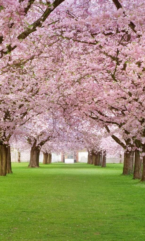 Dimex Cherry Trees Fototapete 150x250cm 2-Bahnen | Yourdecoration.de