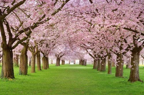 Dimex Cherry Trees Fototapete 375x250cm 5-Bahnen | Yourdecoration.de