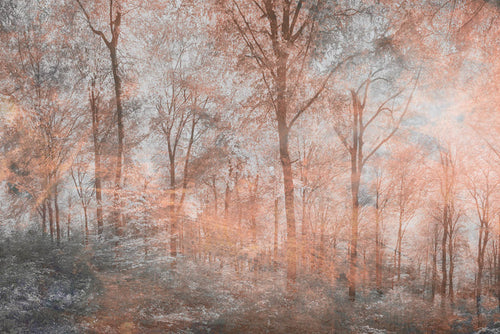 Dimex Colorful Forest Abstract Fototapete 375x250cm 5-bahnen | Yourdecoration.de