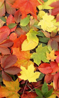 Dimex Colorful leaves Fototapete 150x250cm 2-Bahnen | Yourdecoration.de
