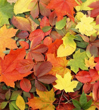 Dimex Colourful Leaves Fototapete 225x250cm 3-Bahnen | Yourdecoration.de
