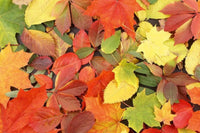 Dimex Colourful Leaves Fototapete 375x250cm 5-Bahnen | Yourdecoration.de