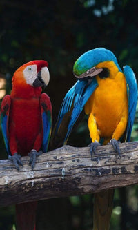 Dimex Colourful Macaw Fototapete 150x250cm 2-Bahnen | Yourdecoration.de