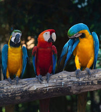 Dimex Colourful Macaw Fototapete 225x250cm 3-Bahnen | Yourdecoration.de