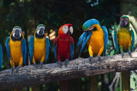 Dimex Colourful Macaw Fototapete 375x250cm 5-Bahnen | Yourdecoration.de