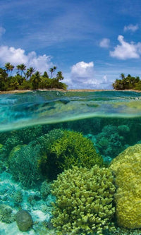 Dimex Coral Reef Fototapete 150x250cm 2-Bahnen | Yourdecoration.de