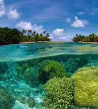 Dimex Coral Reef Fototapete 225x250cm 3-Bahnen | Yourdecoration.de