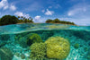 Dimex Coral Reef Fototapete 375x250cm 5-Bahnen | Yourdecoration.de