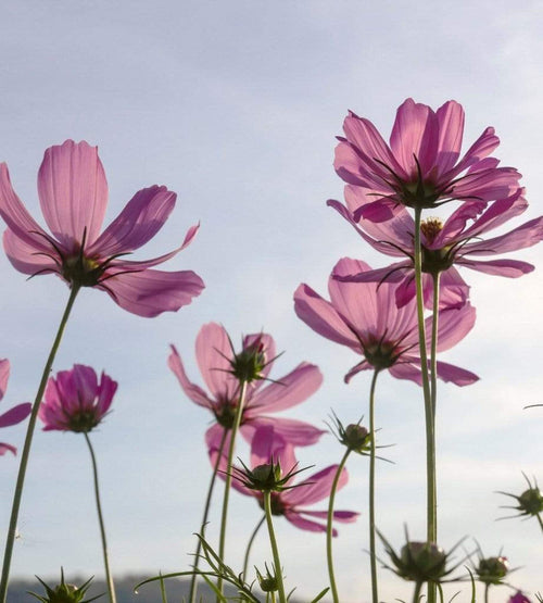 Dimex Cosmos Flowers Fototapete 225x250cm 3-Bahnen | Yourdecoration.de