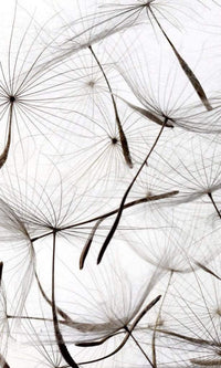 Dimex Dandelion Seeds Fototapete 150x250cm 2-Bahnen | Yourdecoration.de