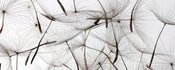 Dimex Dandelion Seeds Fototapete 375x150cm 5-Bahnen | Yourdecoration.de