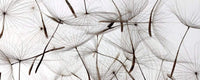 Dimex Dandelion Seeds Fototapete 375x150cm 5-Bahnen | Yourdecoration.de