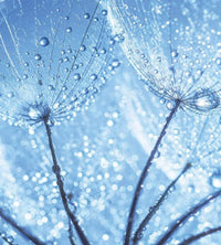 Dimex Dandelion Water Drops Fototapete 225x250cm 3-Bahnen | Yourdecoration.de