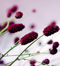 Dimex Floral Violet Fototapete 225x250cm 3-Bahnen | Yourdecoration.de