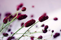 Dimex Floral Violet Fototapete 375x250cm 5-Bahnen | Yourdecoration.de