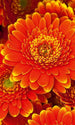 Dimex Gerbera Fototapete 150x250cm 2-Bahnen | Yourdecoration.de