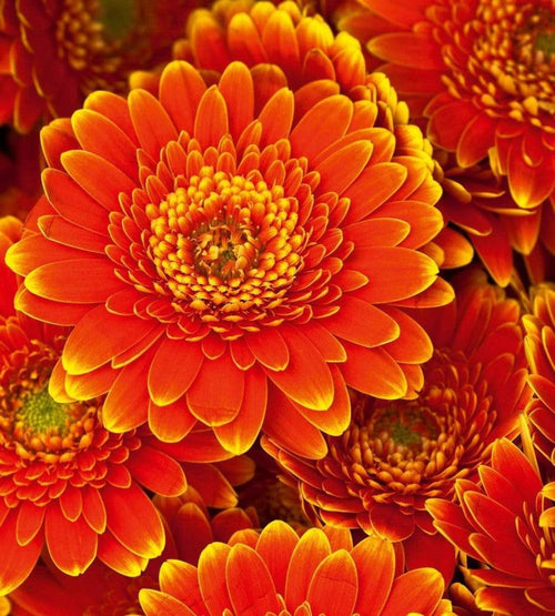 Dimex Gerbera Fototapete 225x250cm 3-Bahnen | Yourdecoration.de
