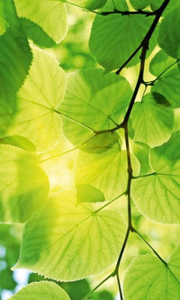 Dimex Green Leaves Fototapete 150x250cm 2-Bahnen | Yourdecoration.de