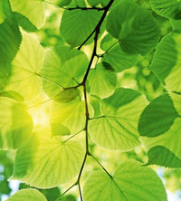 Dimex Green Leaves Fototapete 225x250cm 3-Bahnen | Yourdecoration.de