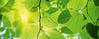 Dimex Green Leaves Fototapete 375x150cm 5-Bahnen | Yourdecoration.de