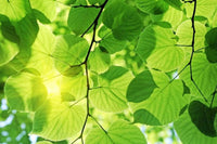 Dimex Green Leaves Fototapete 375x250cm 5-Bahnen | Yourdecoration.de