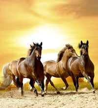 Dimex Horses in Sunset Fototapete 225x250cm 3-Bahnen | Yourdecoration.de