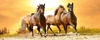 Dimex Horses in Sunset Fototapete 375x150cm 5-Bahnen | Yourdecoration.de
